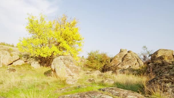 その木は秋の装いで飾られている。ウクライナのアクトフィシー峡谷。秋の木々や周りの大きな石の岩。ライブビデオ - 映像、動画
