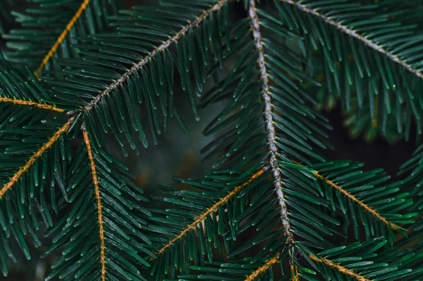 The beautiful spruce branches with needles - Φωτογραφία, εικόνα
