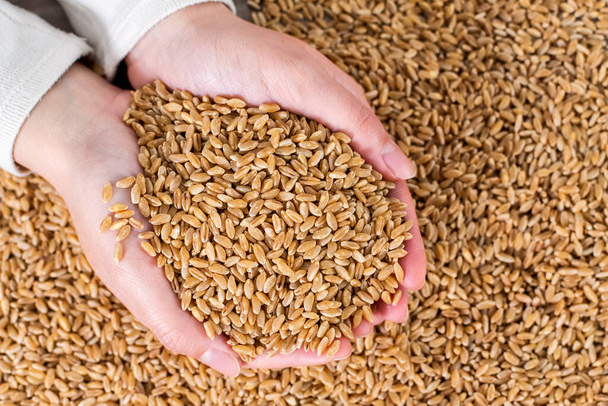 A closeup of hands holding raw wheat grain - Photo, image