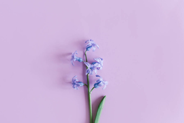 Arka hyasintti kukka pastellin violetti tausta. Tervehdyskortti naistenpäiväksi. Litteä pano. Tekstipaikka. - Valokuva, kuva