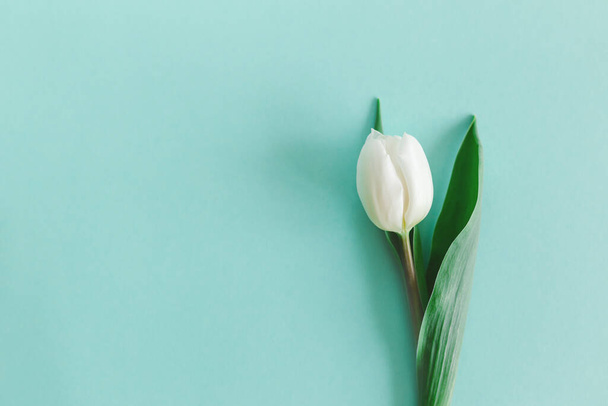 Tender white tulip on pastel turquoise background. Greeting card for Women's day. Flat lay. Place for text.  - Foto, Bild