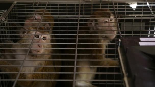 scimmie in gabbia - Filmati, video