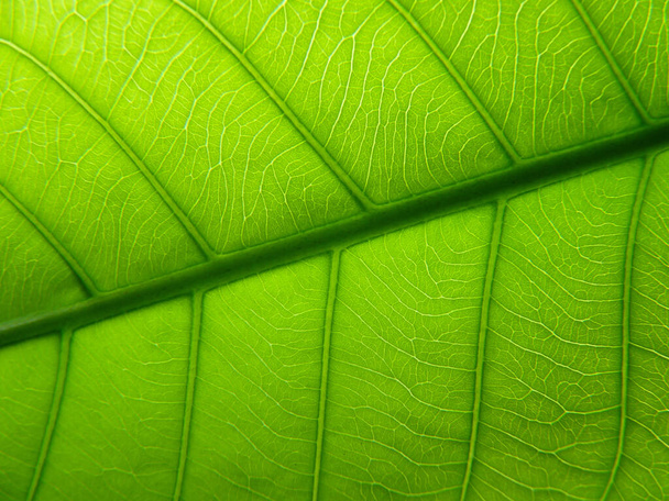 A closeup of a leaf texture background - Foto, Imagem