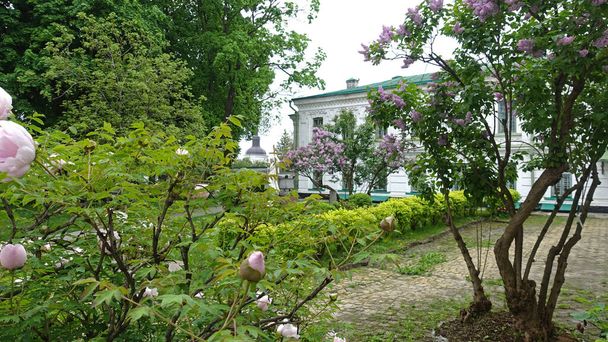Blooming lilac bush and chestnut peonies in the Kiev-Pechersk Lavra on a spring day - Photo, Image