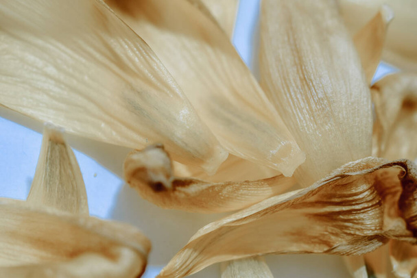A closeup shot of beautiful and dry yellow tulips - Fotó, kép