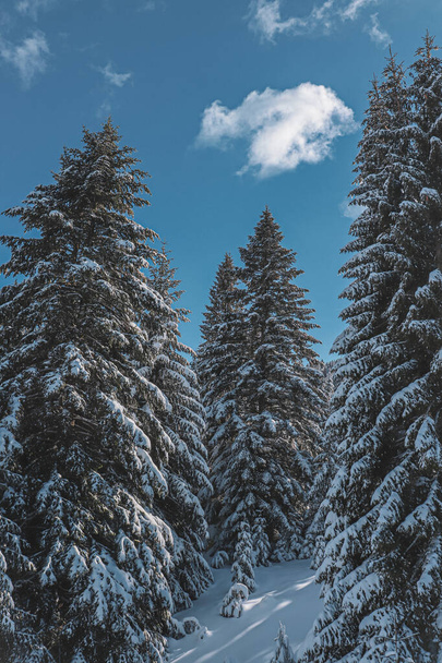 I photographed these trees while skiing - Foto, Imagem
