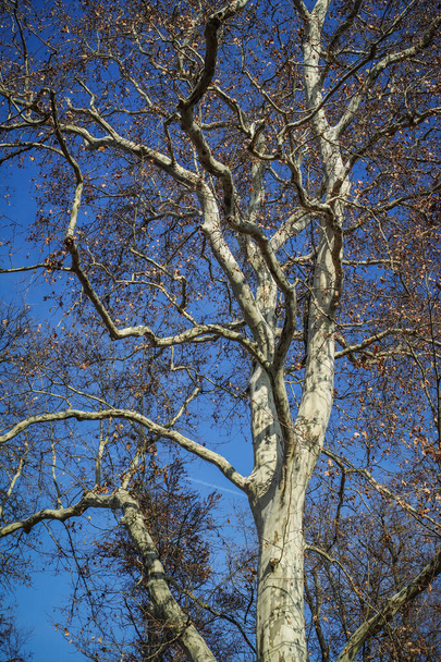 A vertical shot of a bare tree against a blue sky - Fotó, kép