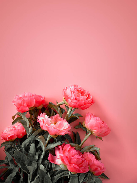 Several pink peony flowers arranged on matching pink paper. Toned image, top view, flat lay. Trendy casual natural eco friendly greeting background, card design in pink, grey. Copy-space, text place. - Photo, image