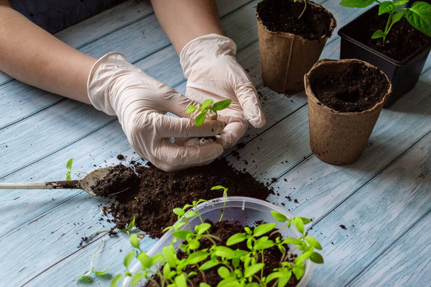 Das Konzept der Frühjahrspflanzung von Sämlingen. Hände einer Gärtnerin, die Tomaten in Ökotöpfe auf blauem Holzgrund pflanzt. - Foto, Bild