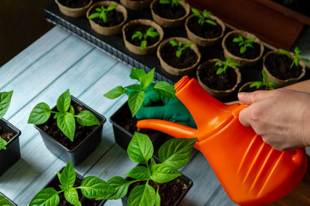 Home Gardening Konzept. Tomatensetzlinge gießen. Töpfe mit Pflanzen auf blauem Holzgrund. - Foto, Bild