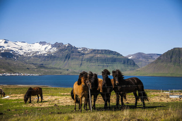 Summer landscape and horses in Southern Iceland, Europe. - Valokuva, kuva