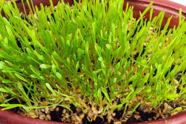 Brotes jóvenes de cebada con gotas de rocío durante la germinación de semillas en el suelo en maceta, vista superior de cerca en enfoque selectivo - Foto, imagen