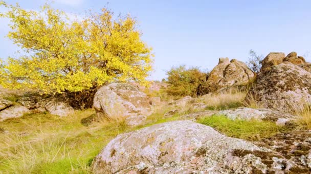 The tree is dressed up in an autumn outfit. Aktovsiy canyon, Ukraine. Autumn trees and large stone boulders around. Live video - Footage, Video