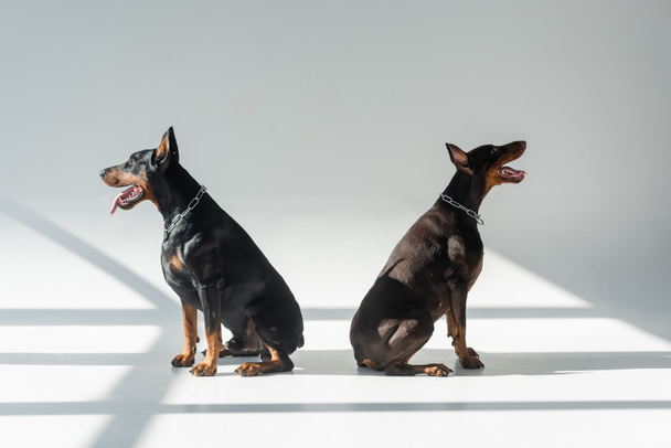two dobermans in chain collars sitting on grey background with shadows - Foto, Bild
