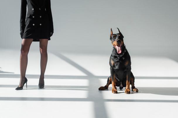 vista recortada de la mujer elegante en vestido de chaqueta negro cerca perro doberman sobre fondo gris con sombras - Foto, imagen