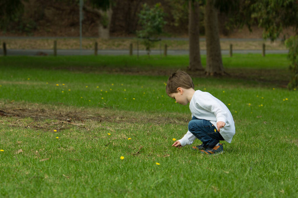 Маленький ребенок собирает цветы - маленький мальчик, одетый в белое и синее, выбирает желтый цветок одуванчика из зеленого травянистого парка, увлекаясь природой и исследуя великую природу. Фотография сделана в Glen Iris, Мельбурн, Австралия. - Фото, изображение