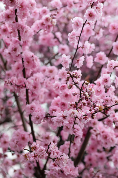 Baumblüte im Frühling in Notting Hill, London - Foto, Bild