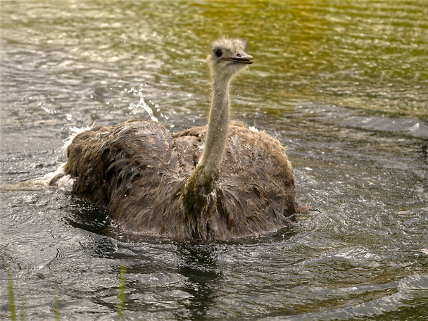 Női strucc (Struthio camelus) vízben - Fotó, kép