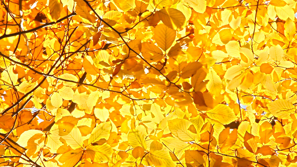 Жовте листя каштанового дерева
 - Кадри, відео