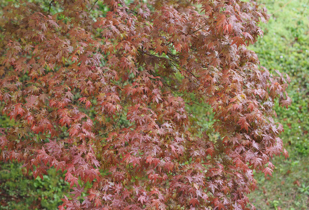 juharfa acer (tudományos neve Acer Rubrum) fa - Fotó, kép