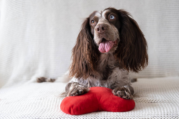 Brown Russian spaniel dog lying on couch with soft toy heart. Valentine day. - Photo, Image