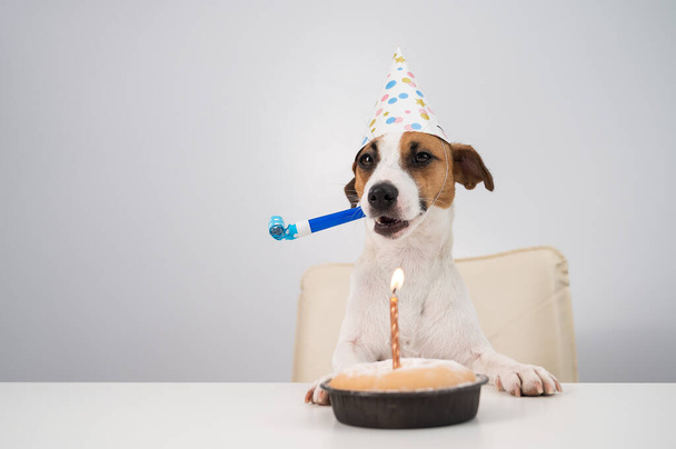 Funny dog Jack Russell Terrier dressed in a birthday cap holding a whistle on a white background. The puppy sits at the table in front of the Candle Pie - Foto, Imagen