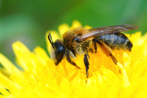 Крупный план самки серой пчелы, Андрены Тибиалис на жёлтом одуванчике, Taraxacum officinale - Фото, изображение