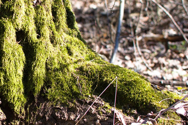 musgo verde brillante primer plano al pie del tronco del árbol a la luz del sol - Foto, imagen