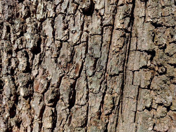 Fondo, textura de la corteza del árbol 4 - Foto, Imagen