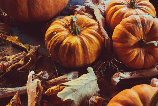 Halloween téma dýně mezi suché podzimní listy s kostmi - Fotografie, Obrázek