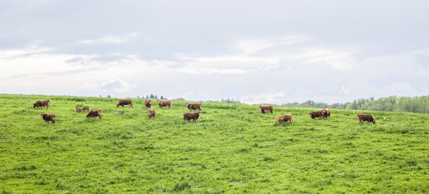 Cows grazing in a meadow in spring  - Photo, Image