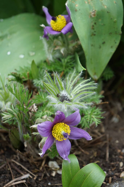 Το Pulsatilla vulgaris, το pasqueflower, είναι ένα είδος ανθοφόρου φυτού που ανήκει στην οικογένεια Ranunculaceae. Βερολίνο, Γερμανία  - Φωτογραφία, εικόνα