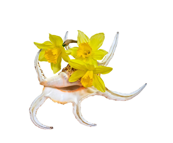 Composição Composta por uma concha de amêijoa do mar e um monte de flores de daffodil. Isolado em fundo branco - Foto, Imagem