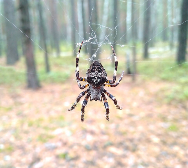 Egy nagy pók lóg a hálón az erdő hátterében..  - Fotó, kép