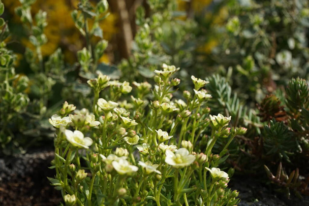 Saxifraga arendsii "Pixie White" im April im Garten. Berlin, Deutschland - Foto, Bild