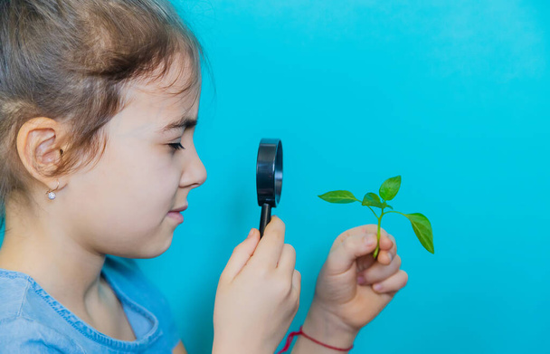 The child examines the plant with a magnifying glass. Selective focus. Kid. - 写真・画像