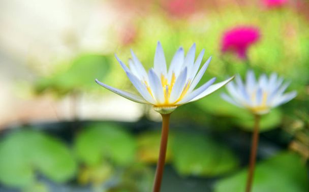 Small white lotus flower with bokeh background - Photo, Image
