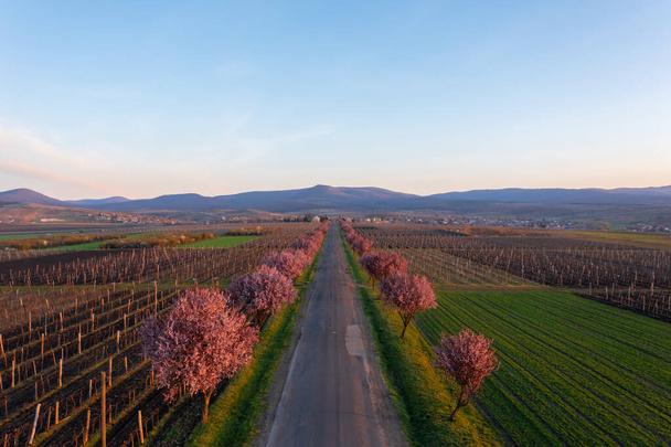 Gyngystarjn, Hungary - Aerial view about beautiful blooming plum trees by the road. Spring sunrise  landscape, cherry blossom. - Photo, Image