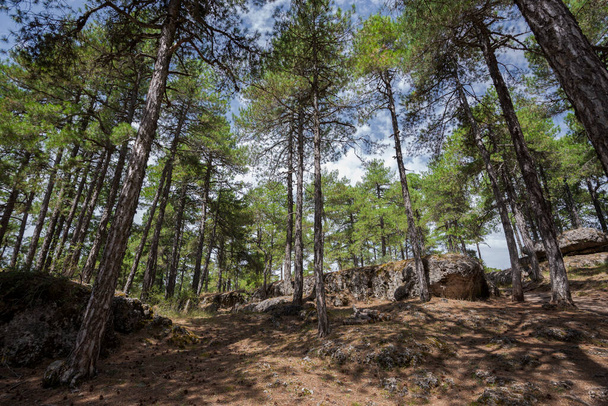 Forest of Austrian pine tree, Pinus nigra. Photo taken in the Enchanted City of Cuenca, Spain - Photo, Image