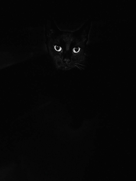 Chat noir pointé sur les yeux fond noir isolé - Photo, image