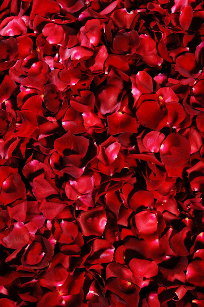 Hintergrund roter Rosenblätter - Foto, Bild