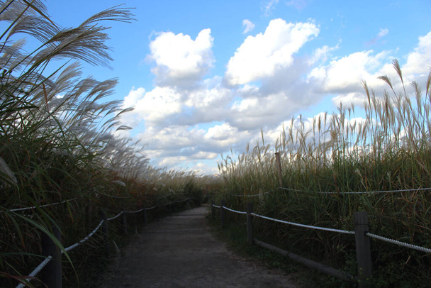 An autumn day full of Miscanthus sinensis - Photo, Image