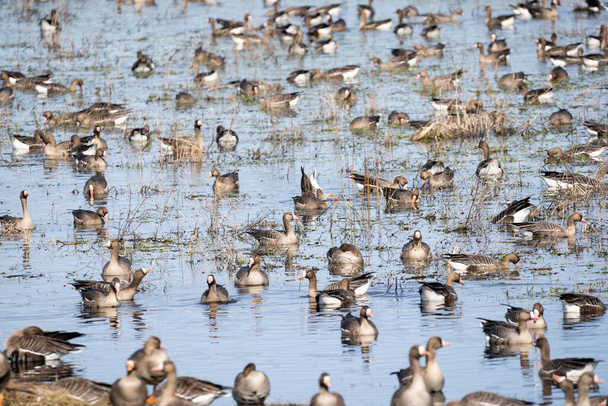 A large puddle in the spring on the edge of a cereal field where a lot of geese have gathered, which have just returned in flocks from the warm country to Latvia. - Photo, Image
