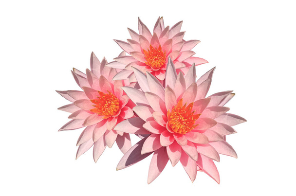 Vista superior, Hermosa flor de loto rosa aislada sobre fondo blanco, Foto de stock, Flora verano, Planta de jardín - Foto, Imagen