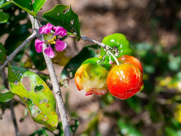 Close up Acerola cherry, Barbados cherry  or West indian cherry on branch. (Scientific name Prunus avium) - Photo, Image