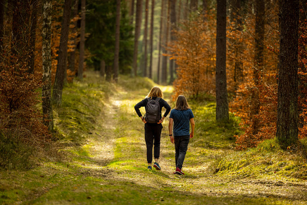 All'inizio della primavera - una passeggiata zaino in spalla attraverso una bella foresta verde - Polonia, Warmia e Masuria - Foto, immagini