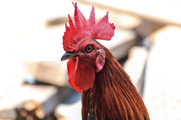 Una cresta roja en la cabeza del gallo - Foto, Imagen
