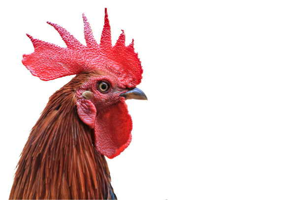 Una cresta roja en la cabeza del gallo - Foto, imagen