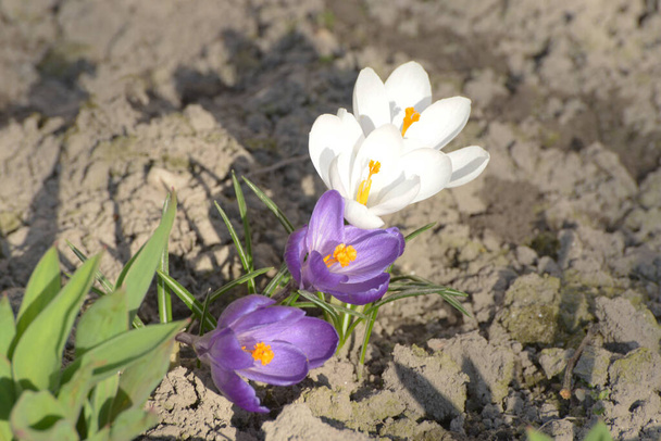  Açafrão de primavera, ou croco de primavera - Foto, Imagem