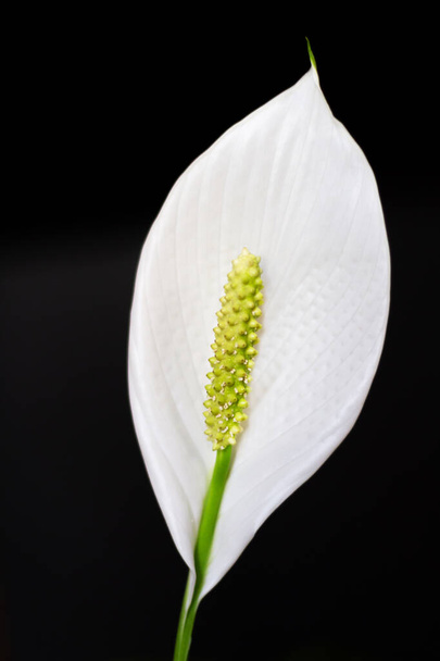 Spathiphyllum wallisii, commonly known as peace lily on black background - Photo, image